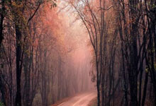 樊振东、王曼昱、盛李豪、朱雪莹拟获全国先进工作者表彰.